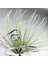 Tillandsia Andreana (M) - Hava Bitkisi Air Plant 9