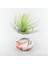 Tillandsia Andreana (M) - Hava Bitkisi Air Plant 10