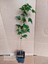 Acer Buergerianum 40 cm 2