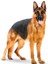 Maxi Adult Büyük Irk Yetişkin Kuru Köpek Maması 15 Kg 8