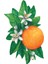 Orange Blossom Table Accent - Pack Of 12 1