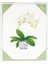 Potted Orchids Boxed Note Cards 10 Cards And 10 Envelopes Per Package 1