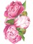 Peony Table Accent - 12 Sheets 1