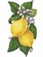 Lemon Table Accent - Set Of 12 1