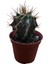 Özel Tür Astro Kaktüs - Astrophytum Ornatum 8,5 cm Lik Saksıda 1