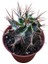 Özel Tür Astro Kaktüs - Astrophytum Ornatum 8,5 cm Lik Saksıda 3