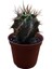 Özel Tür Astro Kaktüs - Astrophytum Ornatum 8,5 cm Lik Saksıda 4