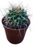 Mammillaria Magnimamma Kaktüs 8,5 cm Lik Saksıda 1
