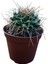 Mammillaria Magnimamma Kaktüs 8,5 cm Lik Saksıda 2