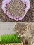 Kedi Çimi Tohumu 750 Gram 3