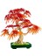 Botanicals Japon Kırmızı Akçaağaç Bonsai Ağacı 10348 4