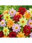 Yıldız Çiçeği Tohumu Dahlia Collarette Karışımı 3
