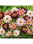 Yıldız Çiçeği Tohumu Dahlia Collarette Karışımı 6