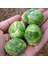 Erkenci Brüksel Lahanası Tohumu Brussel Sprouts Long Island 4