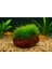 Moss "kayaya Tutturulmuş Java Moss" 1