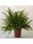 Aşk Merdiveni Çiçeği 40-50CM Fujer Nephrolepis 1