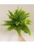 Aşk Merdiveni Çiçeği 40-50CM Fujer Nephrolepis 2