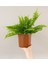 Aşk Merdiveni Çiçeği 40-50CM Fujer Nephrolepis 3