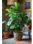 Keman Yapraklı Kauçuk / 80-100 cm / Ficus Lyrata / Popüler Bitki / Dolgun Formda 1