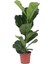 Keman Yapraklı Kauçuk / 80-100 cm / Ficus Lyrata / Popüler Bitki / Dolgun Formda 3
