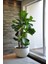 Keman Yapraklı Kauçuk / 80-100 cm / Ficus Lyrata / Popüler Bitki / Dolgun Formda 8