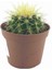 Echinocactus Grusonii Variegata Altın Fıçı Kaktüs 5,5 cm Saksıda 1