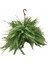 Aşk Merdiveni Nephrolepis Fujer Askılı 1