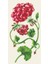 Geranium Guest Napkin - Pack Of 16 1