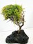 Moss Sarılı Ağaç Figürü Lav Kayasına Tutturulmuş Moss Ağacı Karides Yuvası ve Akvaryum Dekoru 1 Adet 15-20 cm Boy 3