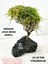 Moss Sarılı Ağaç Figürü Lav Kayasına Tutturulmuş Moss Ağacı Karides Yuvası ve Akvaryum Dekoru 1 Adet 15-20 cm Boy 4