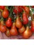 20 Adet Red Dwarf (Romanian) Domates Tohumu 1