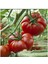Yerli Marmande Domatesi Tohumu / 25+ Tohum 1