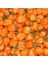 Turuncu Habanero Acı Biber Tohumu 1