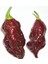 Kahverengi Bhut Jolokia Biber Tohumu 1