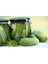 20 Adet National Pickling Cucumber Tohumu 1