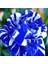 10 Adet Mavi Beyaz Gül Tohumu 1