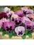 Lila Renkli Menekşe Çiçeği Tohumu 10 15 Adet 1