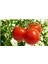 Bahçe Domatesi Tohumu 50+ Adet Tohum 1