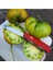 20 Adet Tasty Evergreen Domates Tohumu 1