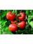 Agrobazaar Geleneksel Çanakkale Domates Tohumu 25+ Tohum 1