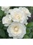 5 Adet Kar Beyazı Gül Tohumu 1
