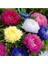 Aster Papatyası (Ponpon Papatya) Tohumu 10 12 Adet 1