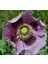 5 Adet Giant Purple Poppy Tohumu 1
