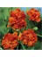 10 Adet Chabaud Orange Carnation Tohumu 1