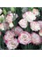 5 Adet Multicolored Pink Picotee Lisianthus Tohumu 1