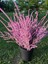 10 Adet Statice Seeds - Pink Limonium Tohumu 1