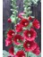 20 Adet Mixed Colors Hollyhock Country Romance Tohumu 1