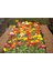 50 Adet Iceland Poppy Mıx Tohumu 1