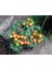 20 Adet Pinocchio Orange Micro Dwarf Domates Tohumu 1