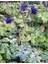 10 Adet Rare Variegated Columbine Tohumu 1